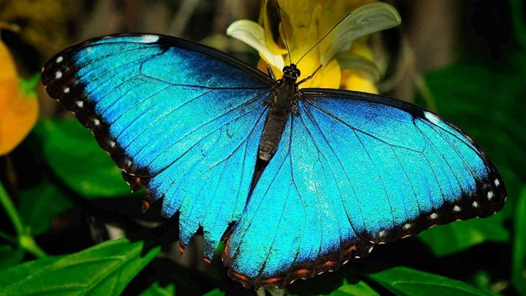 Hevur tú hug at hjálpa gartnaratoyminum í Fuglafjarðar kommunu í summar?