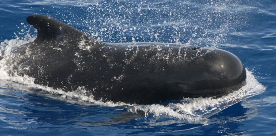 Fyrstu lastbilar við grindahvalum koma á bryggjuna heimanfyri havnakontórið umleið kl. 13.