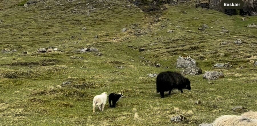 Seyðurin av bønum 14. Mai.