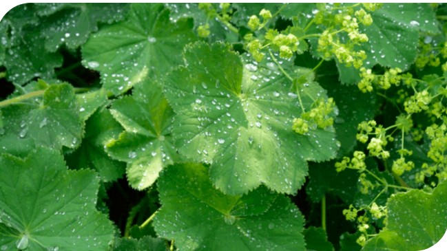 Áheitan til allar borgarar viðvíkjandi burturbeining av skøru